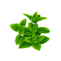 Herbs